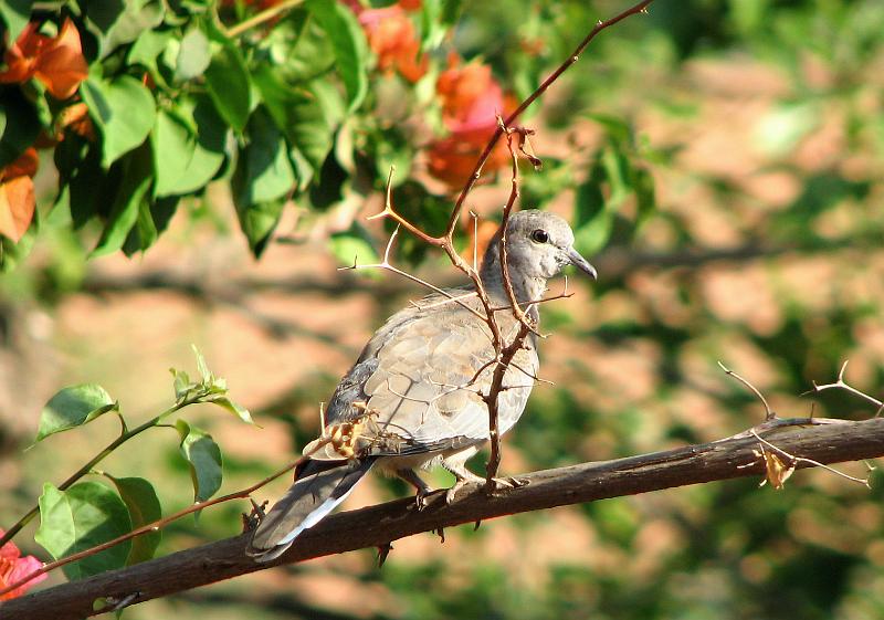 Baba lemoenduifie.jpg - Baba Rooiborsduifie..